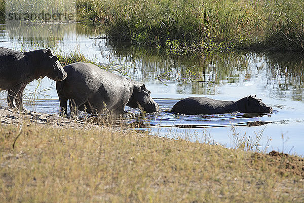 Afrika,  Botswana,  Okavango-Delta,  Flusspferd (Hippopotamus amphibius) bei der Flussüberquerung