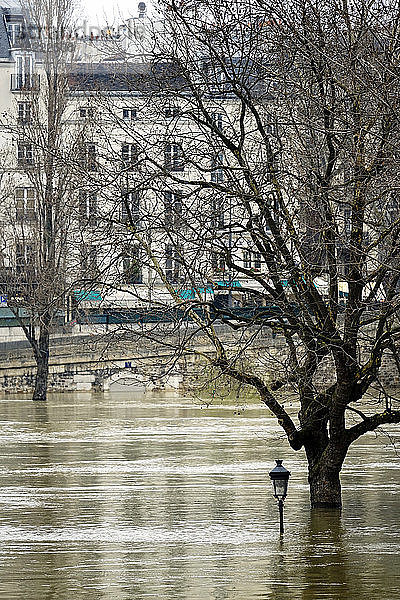 Europa,  Frankreich,  Ile de France,  Paris,  die Seine tritt am 28. Januar 2018 über die Ufer,  ein Baum und ein Laternenpfahl stehen auf der Ile St. Louis unter Wasser
