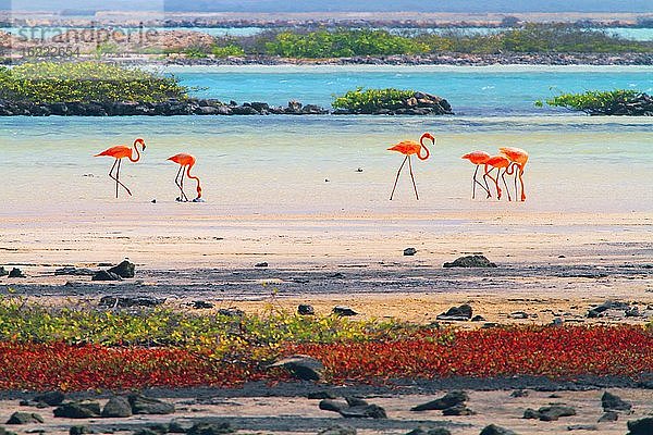 Niederländische Antillen. Bonaire. Rosa Flamingos.