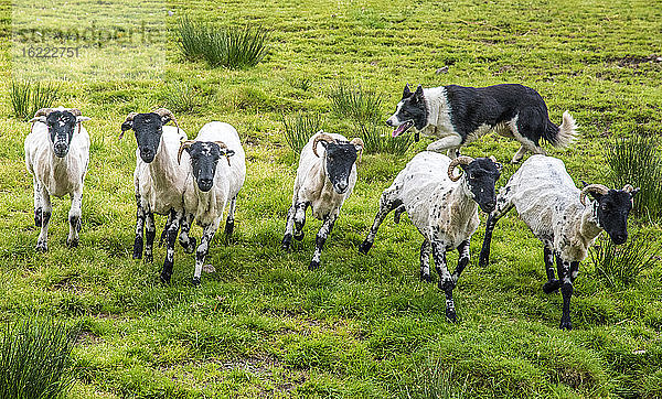 Republik Irland,  Grafschaft Kerry,  Ausbildung eines Hütehundes (Border Collie),  Suffolk-Schafe