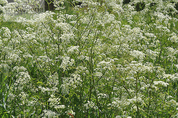 Frankreich,  Bretagne,  Taupont,  Wilder Kerbel,  mehrjährige Pflanze,  blüht im Frühjahr,  weiße Blüten im Gegenlicht,  invasiv,  giftige Wurzeln