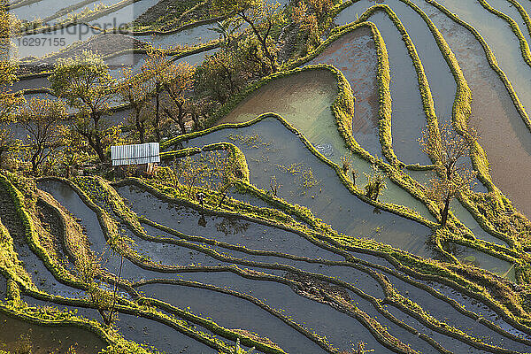 China,  Yunnan,  Yuanyang,  Frau geht in Reisterrassen spazieren
