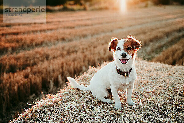 Hund sitzt bei Sonnenuntergang auf Strohballen