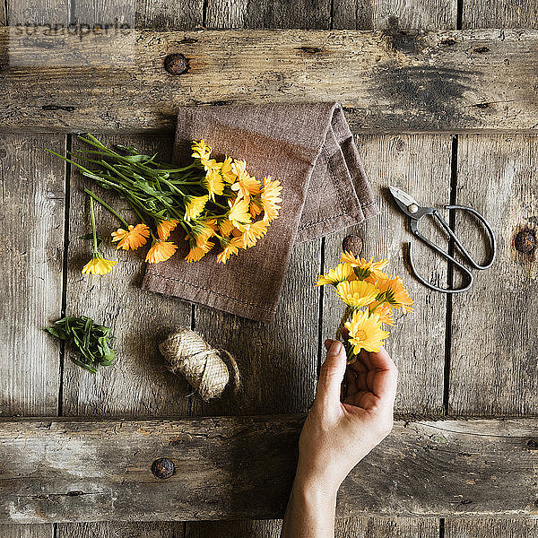 Hand einer Frau,  die sich darauf vorbereitet,  gelb blühende Ringelblumen zu binden