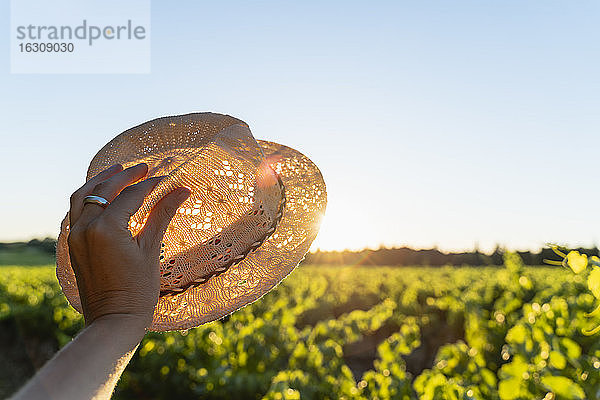 Frauenhand hält Strohhut gegen die Sonne,  Weinberg,  Provence,  Frankreich