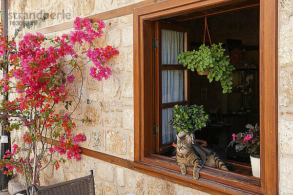 Türkei,  Antalya,  Katze liegt im offenen Fenster