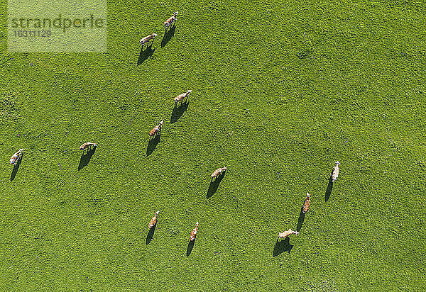 Drohnenansicht von grasenden Kühen auf einer grünen Frühlingswiese