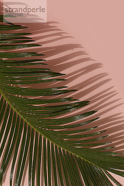 Studioaufnahme von Palmblättern