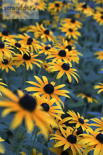 Gelbe Sonnenhutblumen blühen im Freien