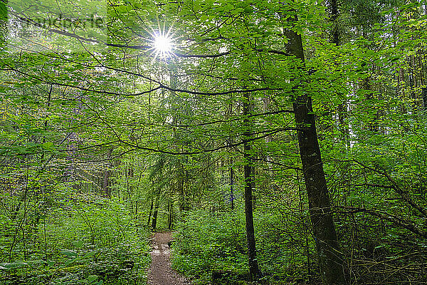 Sonnenlicht dringt durch die Zweige des grünen,  üppigen Waldes im Naturschutzgebiet Isarauen