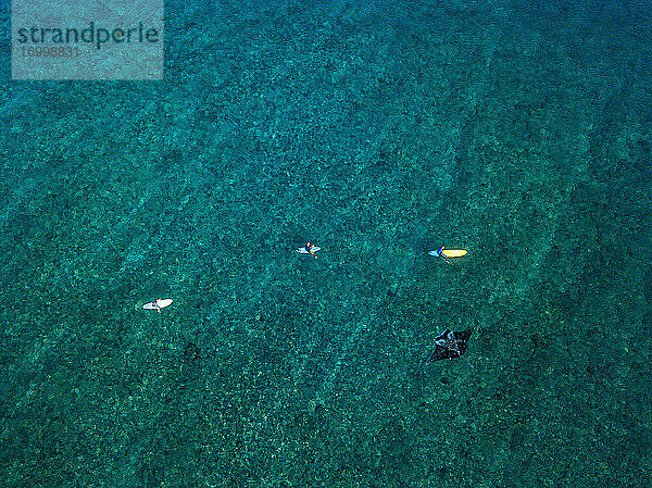 Luftaufnahme eines Mantarochens,  der neben einer Gruppe von Surfern schwimmt