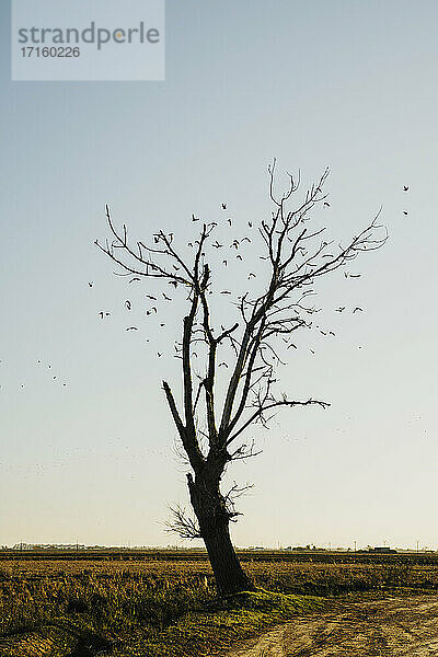 Vogelschwarm,  der an einem kahlen Baum auf einem Feld gegen den Himmel im Ebrodelta,  Spanien,  vorbeifliegt
