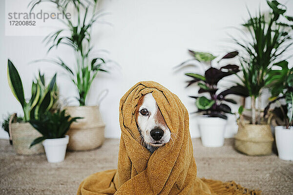 Verspielter Hund in Decke gehüllt zu Hause sitzend