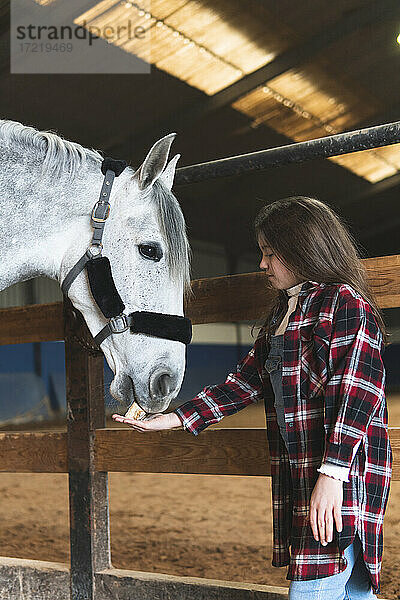 Mädchen füttert ein Pferd im Stall,  während sie am Zaun steht