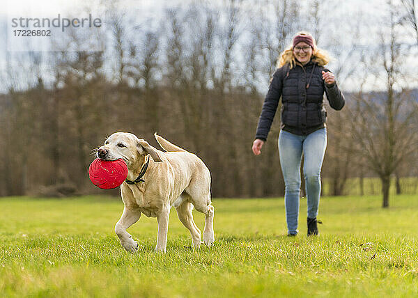 Lächelnde junge Frau mit Labrador,  die eine Plastikscheibe trägt