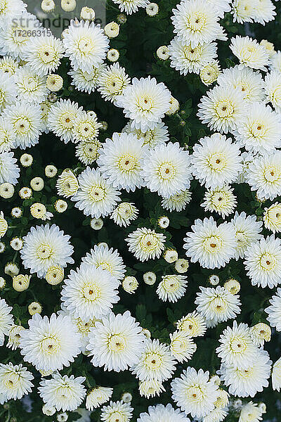 Draufsicht auf weiße Chrysanthemen