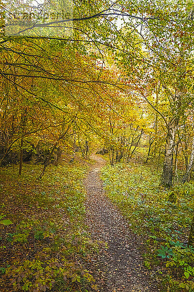 Hochformatige Ansicht eines Weges im Wald im Herbst