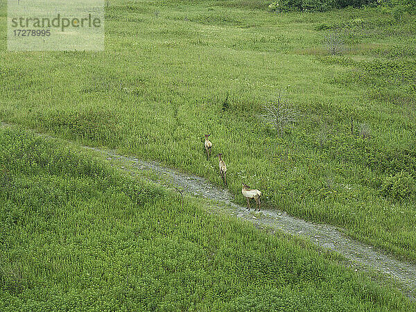 Drohnenansicht von drei Elchen,  die im grünen Gras spazieren gehen