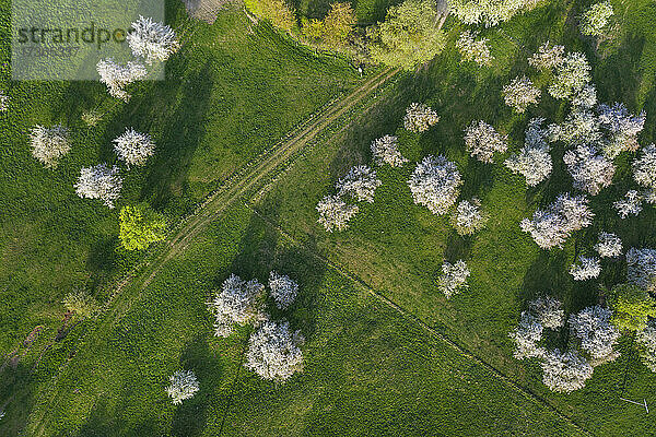 Drone Ansicht der Kirschbäume blühenden in grünen Landschaft Wiese